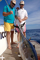 Elba Island sport fishing